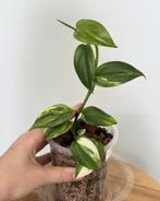 Scindapsus Blue Albo, Ophalen of Verzenden, Overige soorten, Minder dan 100 cm