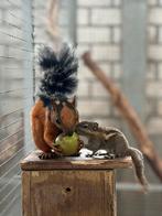 GEZOCHT: Eekhoorns (tamiops, prevost, lis , hudson, squirrel, Dieren en Toebehoren, Mei, Meerdere dieren