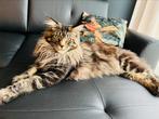 Dekkater Maine coon (niet te koop)