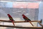 Koppel rosella, Dieren en Toebehoren, Vogels | Parkieten en Papegaaien, Meerdere dieren, Parkiet, Geringd