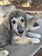 Enzo – een dappere pup met een zacht hart, Dieren en Toebehoren, Honden | Niet-rashonden, Particulier, Rabiës (hondsdolheid), Reu