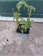 Monarda cambridge scarlet, Vaste plant, Halfschaduw, Zomer, Ophalen
