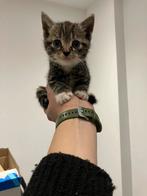 Gereserveerd! Knappe kittens!, Dieren en Toebehoren, Kater, Kortharig, 0 tot 2 jaar