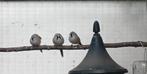 Baardmannetjes, Dieren en Toebehoren, Mannelijk, Wildzangvogel, Geringd