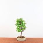 Bonsai Ulmus Parvifolia 'Japan', In pot, Bloeit niet, Halfschaduw, Minder dan 100 cm