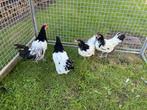 TE KOOP 3 LAKENVELDER HENNEN MET 1 HAAN, Dieren en Toebehoren, Pluimvee, Meerdere dieren, Kip