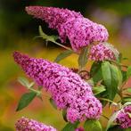 Vlinderstruik  Buddleja Pink Delight, Ophalen of Verzenden, Voorjaar