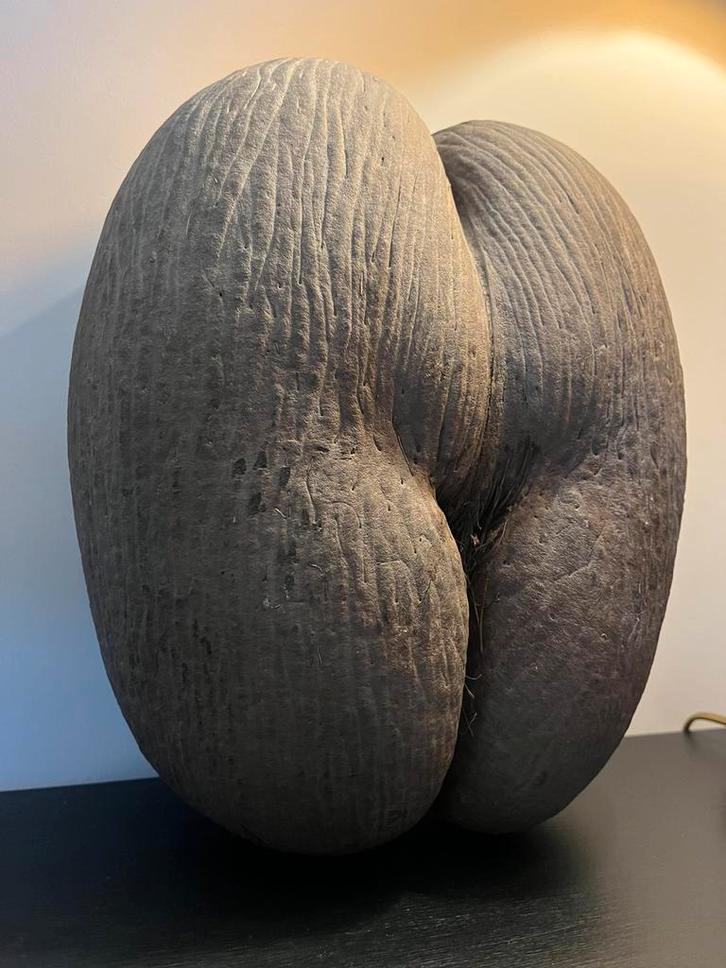 Coco de Mer.   32cm!    Geheel naturel, Antiek en Kunst, Curiosa en Brocante, Ophalen