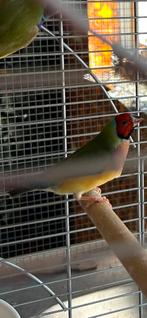 Goldamadines, Dieren en Toebehoren, Meerdere dieren, Tropenvogel