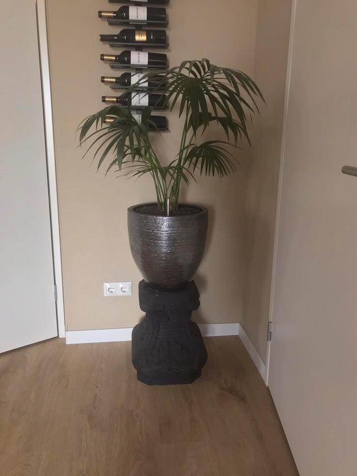Hydrocultuur Dracaena met pot en betonnen voet, Huis en Inrichting, Woonaccessoires | Zuilen en Pilaren, Zo goed als nieuw, Ophalen of Verzenden