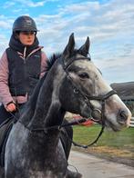 Super mooie en lieve bijna 5jarige schimmelruin 161cm, Ruin, 3 tot 6 jaar, 160 tot 165 cm, Recreatiepaard