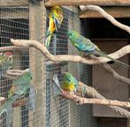 Verschillende soorten kromsnavels, kanaries en tropen, Dieren en Toebehoren, Vogels | Parkieten en Papegaaien, Meerdere dieren