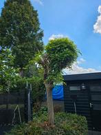 Bolacacia 2x, Tuin en Terras, Ophalen, Volle zon, Overige soorten