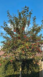 Sierappelboom, Tuin en Terras, Herfst, Overige soorten, 250 tot 400 cm, Ophalen