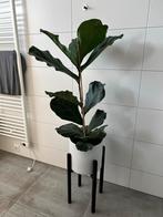 Tabaksplant (Ficus lyrata) inclusief pot, Ophalen, Zo goed als nieuw