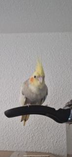Vermist - Onze valkparkiet "Mishmish", Dieren en Toebehoren, Vogels | Parkieten en Papegaaien, Mannelijk, Parkiet, Tam
