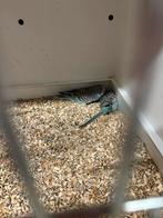 2x grasparkiet om tam te maken, Dieren en Toebehoren, Meerdere dieren, Parkiet, Tam