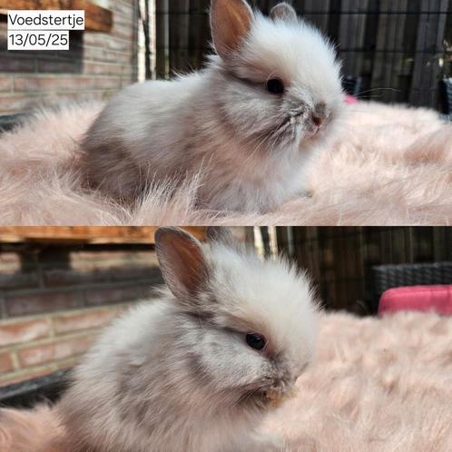Teddydwerg voedstertje 9 weken, Dieren en Toebehoren, Konijnen, Dwerg, Vrouwelijk, 0 tot 2 jaar