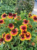Plantenkraam van Oma, vaste planten+ kamerplanten, Volle zon, Vaste plant, Zomer, Ophalen