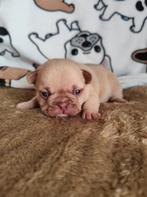 Franse bulldog pups uit geteste ouders, België, Particulier, CDV (hondenziekte), 8 tot 15 weken