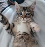 Kitten van 18 weken, Poes, 0 tot 2 jaar