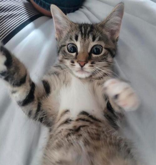 Kitten van 18 weken, Dieren en Toebehoren, Katten en Kittens | Overige Katten, Poes, 0 tot 2 jaar