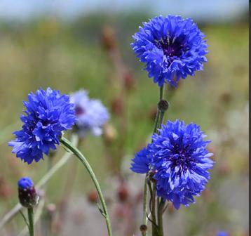Korenbloem (150 zaden) Biologische Zaden Centaurea cyanus beschikbaar voor biedingen