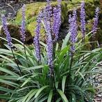 Leliegras / Liriope Muscari stekken paars bloeiend +/- 30 cm, Tuin en Terras, Planten | Tuinplanten, Ophalen, Vaste plant, Siergrassen