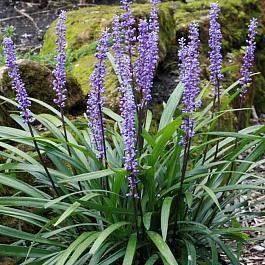 Leliegras / Liriope Muscari stekken paars bloeiend +/- 30 cm, Tuin en Terras, Planten | Tuinplanten, Vaste plant, Siergrassen