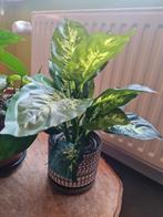 Kunstplant Dieffenbachia, Ophalen, Zo goed als nieuw, Binnen