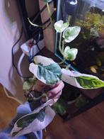 Geworteld stekje Epipremnum aureum 'N'Joy, Huis en Inrichting, Kamerplanten, Ophalen, Halfschaduw, Minder dan 100 cm