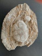 mooie fossiele krab, Verzamelen, Ophalen of Verzenden, Mineraal