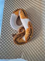 Clown pied (leo), Dieren en Toebehoren, Slang