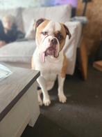 Goed huis gezocht amerikaanse Bulldog reu, Dieren en Toebehoren, Rabiës (hondsdolheid), Reu, 1 tot 2 jaar, Bulldog