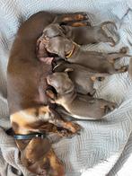 Teckel pups (dwerg/standaard choco tan), 8 tot 15 weken, Korthaar, Dwerg, Meerdere