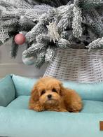 Exclusieve Maltipoo F2, pup (Asian toy Poedel / Maltipoo F1), Particulier, Rabiës (hondsdolheid), Overige rassen, 8 tot 15 weken