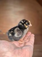 Wyandotte kuikens, Dieren en Toebehoren, Pluimvee, Geslacht onbekend, Kip