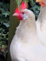 Broedeieren witte leghorn €0,75, Dieren en Toebehoren, Pluimvee, Geslacht onbekend, Kip