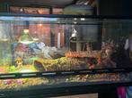 Terrarium's, Dieren en Toebehoren, Ophalen, Zo goed als nieuw
