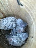 Baby grasparkiet verkoop ze pas als ze zelf standing zijn, Dieren en Toebehoren, Vogels | Parkieten en Papegaaien, Geslacht onbekend