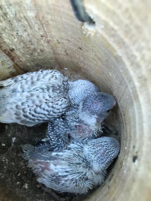 Baby grasparkiet verkoop ze pas als ze zelf standing zijn, Dieren en Toebehoren, Vogels | Parkieten en Papegaaien, Parkiet, Geslacht onbekend