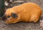 Bewezen koppeltje California cavia s, Dieren en Toebehoren, Knaagdieren, Meerdere dieren, Tam, Maart, Cavia
