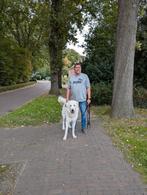 Lieve grote pyrenese berghond mix, Dieren en Toebehoren, Honden | Niet-rashonden, Reu, 1 tot 2 jaar, Groot, Eén hond