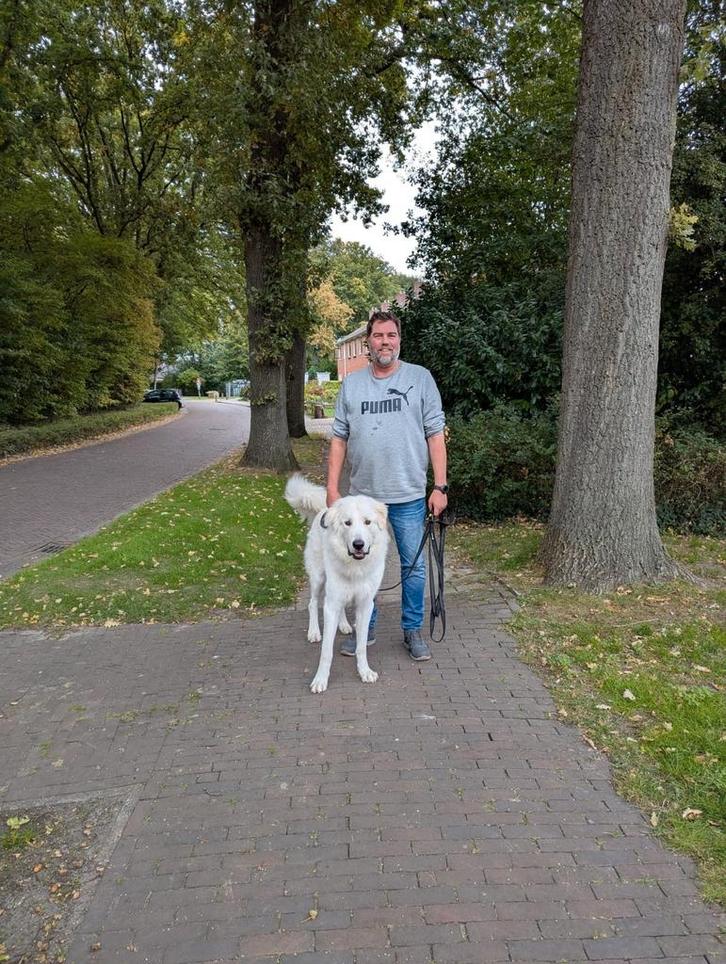 Lieve grote pyrenese berghond mix, Dieren en Toebehoren, Honden | Niet-rashonden, Groot, Reu, Particulier, Eén hond, Nederland