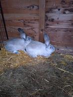 Mooie Duitse reus voedster te koop, Dieren en Toebehoren, Vrouwelijk, Groot