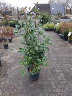 Photinia Red Robin 125-150cm - Glansmispel, Tuin en Terras, Planten | Bomen, Bloeit niet, Overige soorten, 100 tot 250 cm, Ophalen