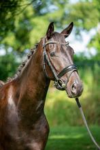 Mooie 3 jarige merrie v. Fürst dior, Dieren en Toebehoren, Paarden, Merrie, Gechipt, Dressuurpaard, 3 tot 6 jaar