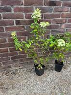 Diverse vaste planten, Ophalen, Zomer, Overige soorten, Halfschaduw