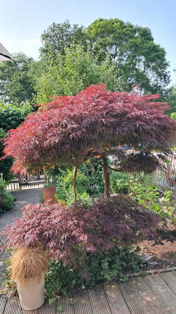 Japanse Esdoorn 'Acer' - Prachtige Boom!, Tuin en Terras, Planten | Bomen, Overige soorten, 100 tot 250 cm, Halfschaduw, Bloeit niet