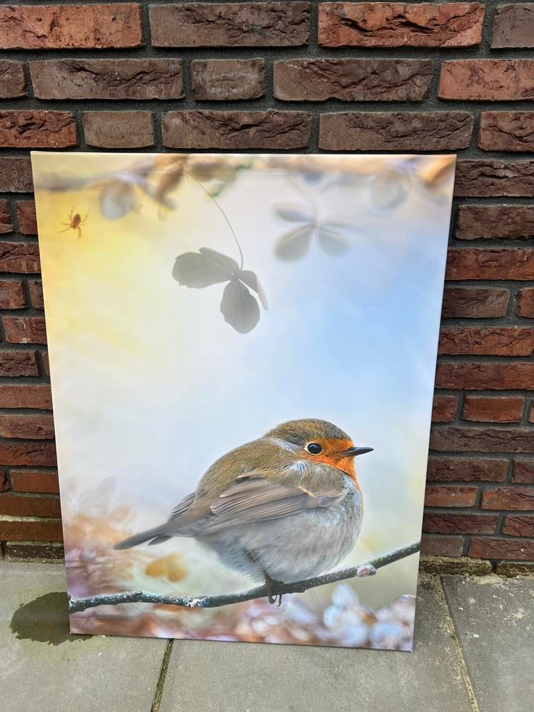 Canvas roodborstje €7,50 afhaal, Ophalen, Zo goed als nieuw, Schilderij, 75 cm of meer